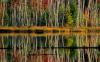 Birch Reflections, Council Lake, Hiawatha National Forest, Alger County, Michigan